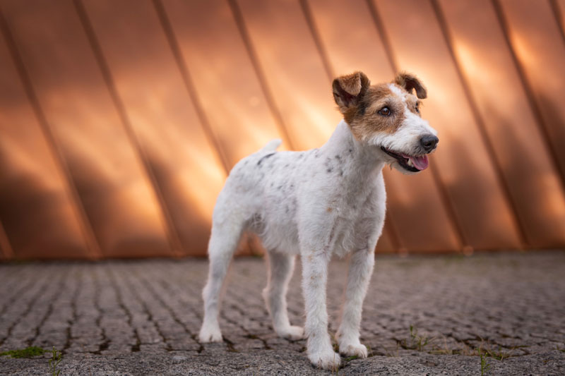 Zdjęcie po obróbce — jack russel terrier w mieście