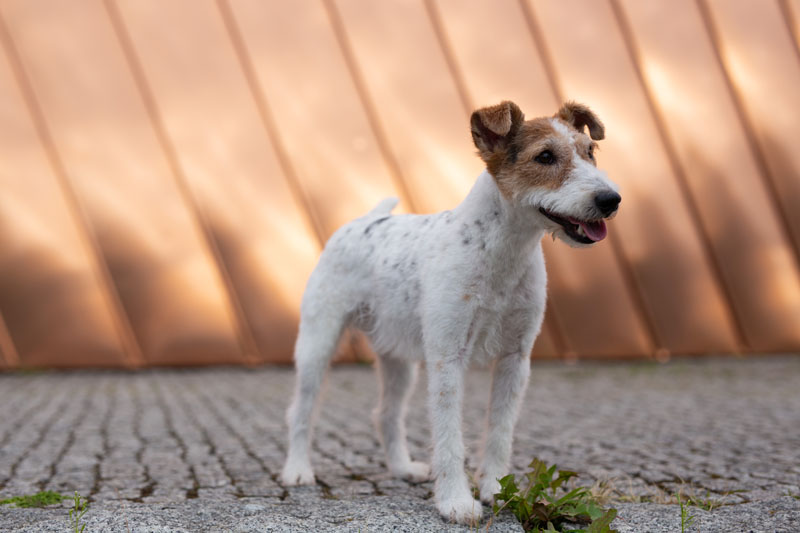 Fotografia przed obróbką — jack parson terrier w mieście